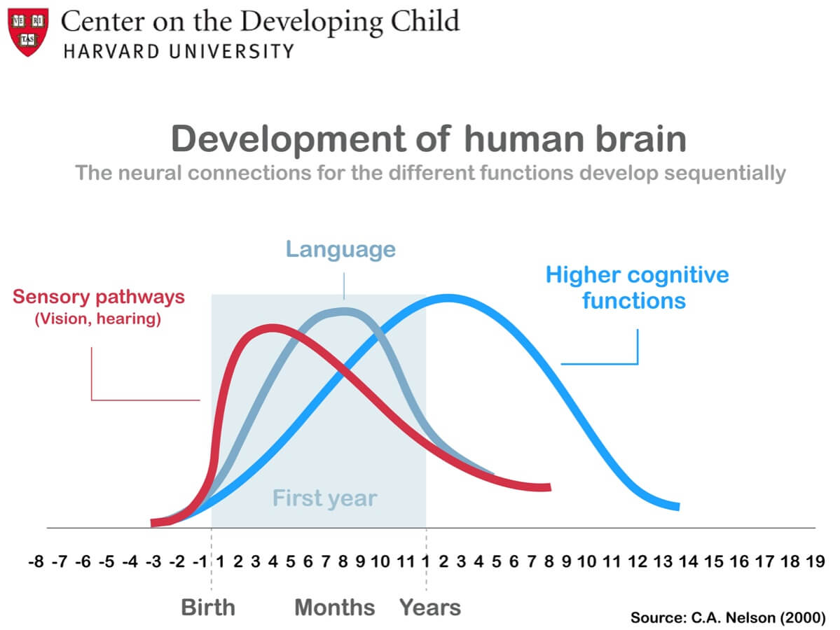 Gráfica del desarrollo del cerebro humano Harvard.
